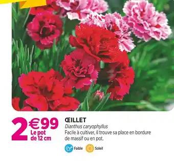 Œillet