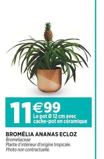 ECLOZ BROMÉLIA ANANAS