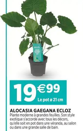 ECLOZ Alocasia gaegana