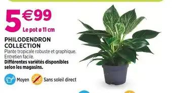 Philodendron collection