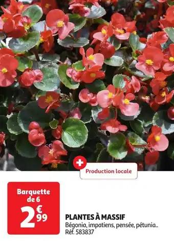 Plantes à massif