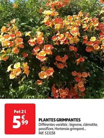Plantes grimpantes 2 l