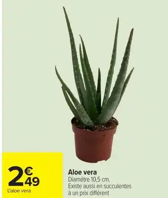 Aloe vera