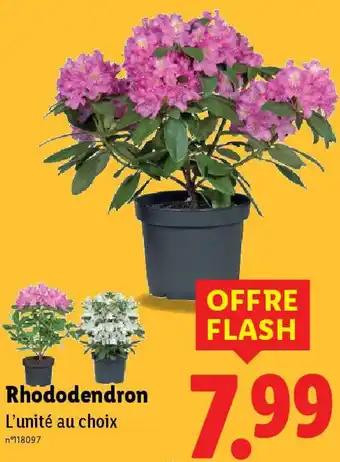 Rhododendron