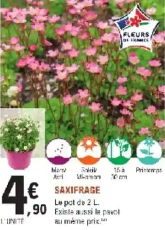 Saxifrage 2 l