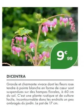 DICENTRA