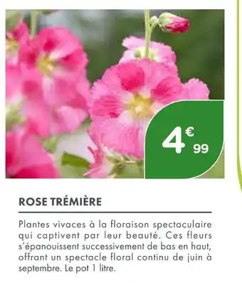 ROSE TRÉMIÈRE