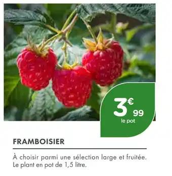 Framboisier