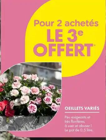 Oeillets variés