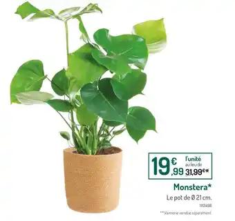 Monstera
