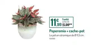 Peperomia + cache-pot