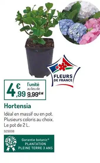 Hortensia