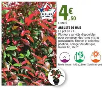 Arbuste de haie