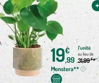 Monstera