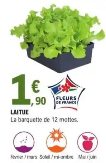 Laitue