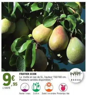 Fruitier scion