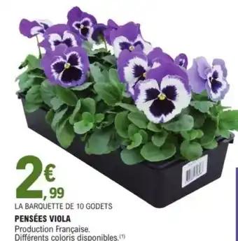 Pensées viola