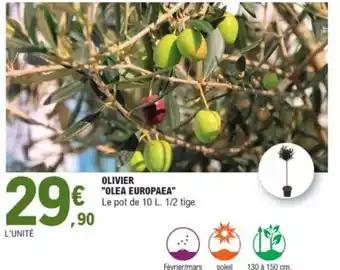 Olivier "olea europaea"