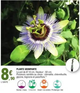 Plante grimpante