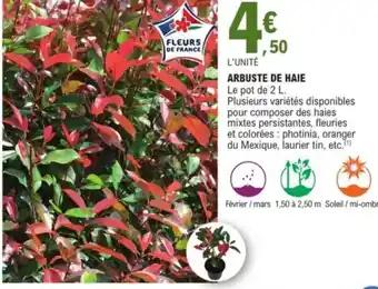 Arbuste de haie