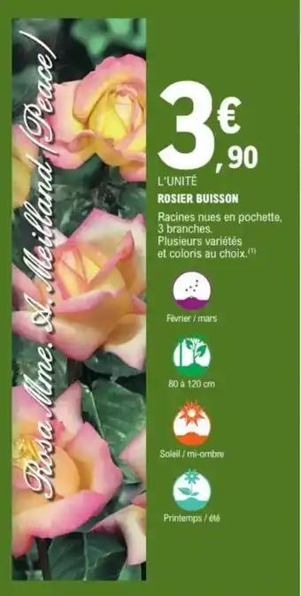 Rosier buisson