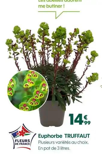 TRUFFANT Euphorbe
