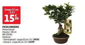 Ficus ginseng 17 cm