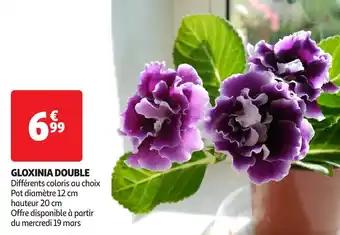 Gloxinia double 12 cm