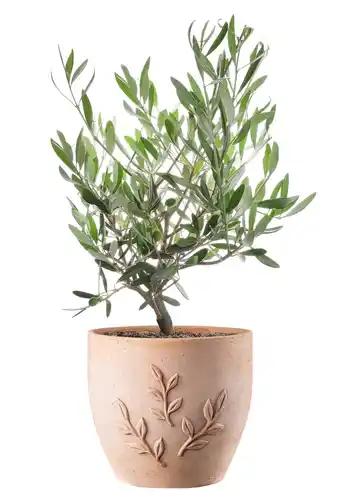 ECLOZ Pot Amano ECLOZ