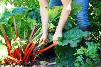 Rhubarbe en variétés