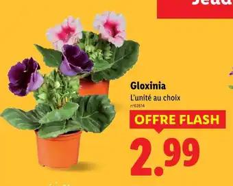 Gloxinia