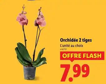 Orchidée 2 tiges