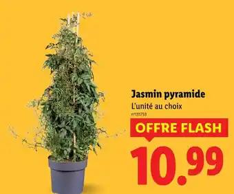 Jasmin pyramide