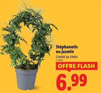 Stéphanotis ou jasmin