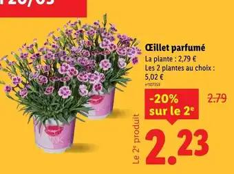 TNK Œillet parfumé