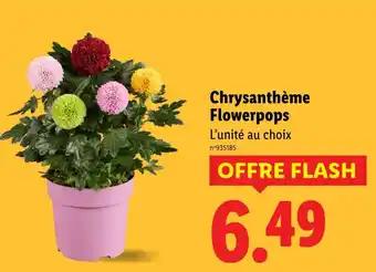 Chrysanthème flowerpops