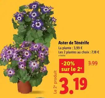 Aster de Ténérife