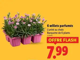 6 œillets parfumés