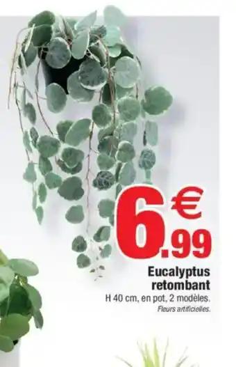 Eucalyptus retombant