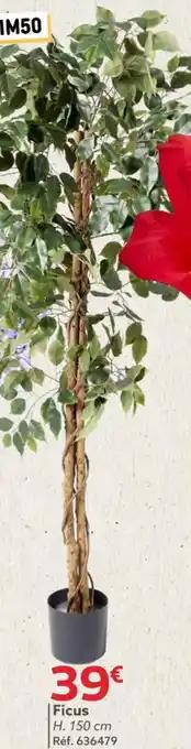 Ficus 150 cm