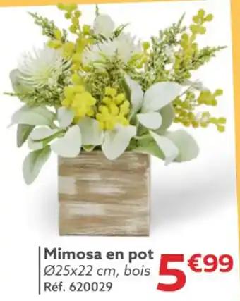 Mimosa en pot Ø25 x 22 cm