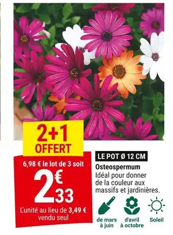 Osteospermum