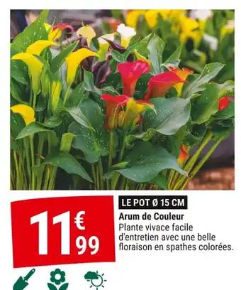 Arum de Couleur