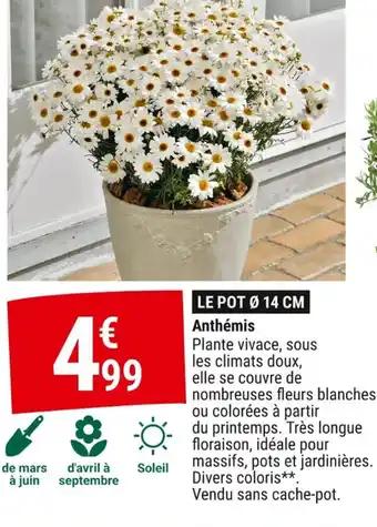 Anthémis