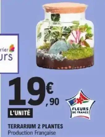 Terrarium 2 Plantes