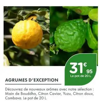 Agrumes d’exception