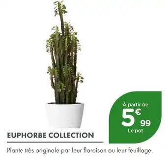 Euphorbe Collection