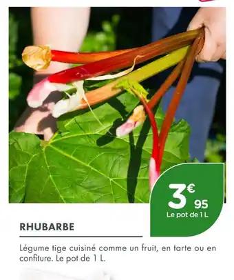 Rhubarbe