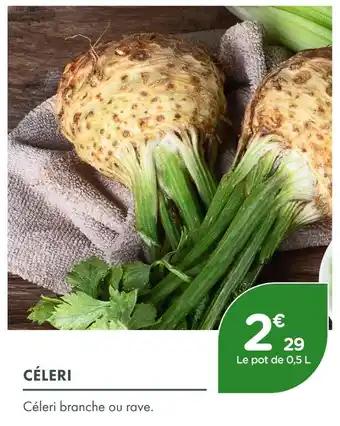 Céleri
