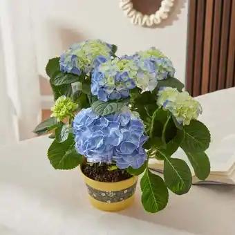 Hortensia